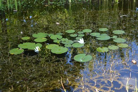 Water Lilies Pond - Free photo on Pixabay