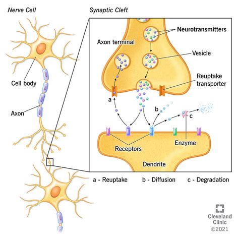 Neurotransmitters: What They Are, Functions & Types