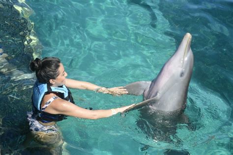 Where Can I Swim With Dolphins in Cancun? | Dolphin Discovery