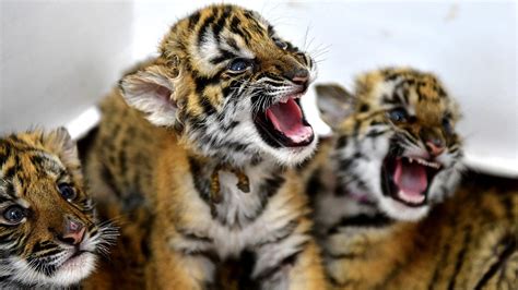 Six South China tiger cubs growing well in central China zoo - CGTN