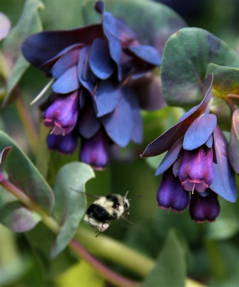 Photo #13333 | Cerinthe major 'Purpurascens' | plant lust