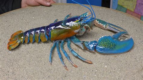 A rare blue lobster was caught off the coast of Maine this past weekend ...