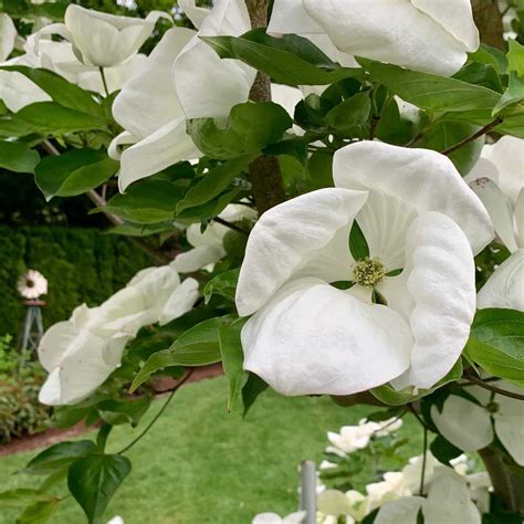 Venus Dogwood Zone: Where To Grow Tree Under Best Condition?