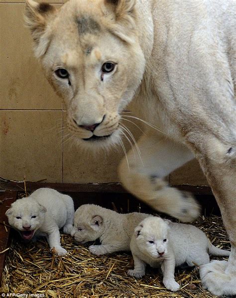 Through Golden Eyes: Newborn white lion triplets take their first steps in new world