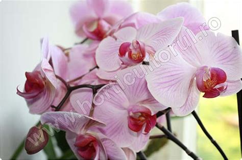 Orhidee – ingrijire, inmultire, udare, fertilizare