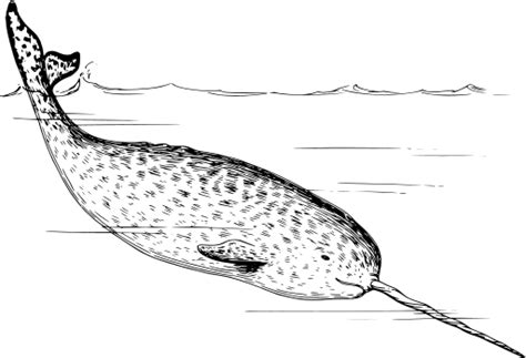 SVG > mammal arctic ocean tusk - Free SVG Image & Icon. | SVG Silh
