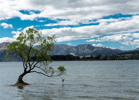 Wanaka Tree, 2017 — The Goat Path