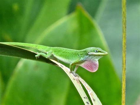 Green Anole — Swamp Girl Adventures