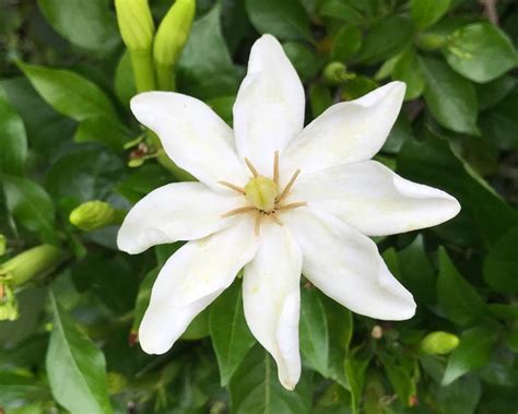 Gardenia thunbergia | GardensOnline