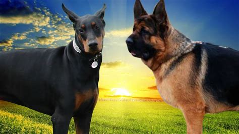 Doberman VS German Shepherd dog Highlights - YouTube