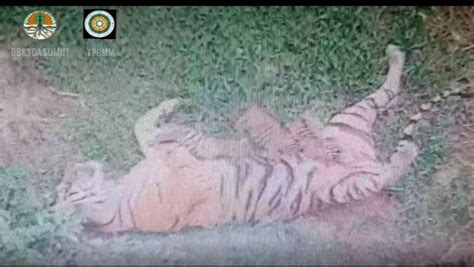 3 Anak Harimau Sumatera Lahir di Sanctuary Barumun