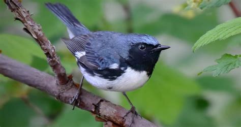 Black-throated Blue Warbler Identification, All About Birds, Cornell ...