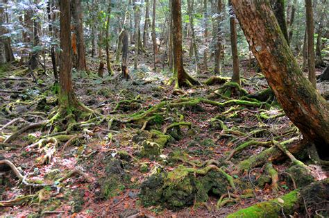 This Is The Dark Side Of Aokigahara Forest AKA The Suicide Hotspot Of The World – Sick Chirpse