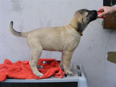 New Kangal puppy coming to CCF from Germany! - Cheetah Conservation ...