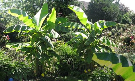 Winter-Hardy Banana Plants | Groupon