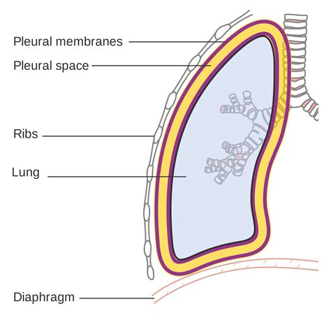 Function Of Pleural Cavities And Pleural Membranes Video, 48% OFF