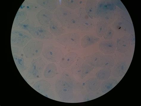 Cheek cells 40x | Rana Levy | Flickr