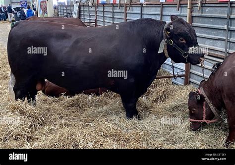 Aberdeen Angus bull at three counties show 2022 Stock Photo - Alamy