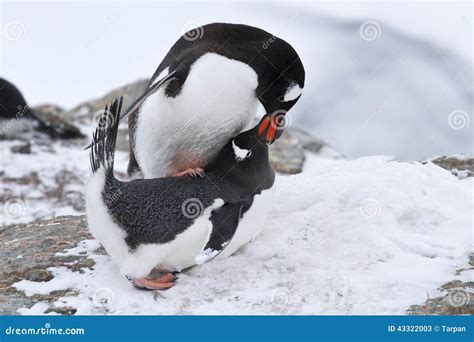 Male and Female Penguin Gentoo before Mating Spring Day Stock Image - Image of arctic, adventure ...