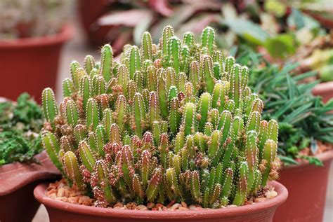 Growing Guide: Tips for Growing Fairy Castle Cactus - Garden Lovers Club