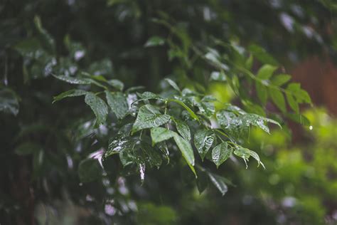 Free photo: Raindrops on Leaves - Pure, Washed, Veins - Free Download - Jooinn