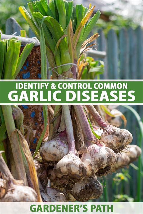 How to Identify and Control 7 Garlic Diseases | Gardener's Path