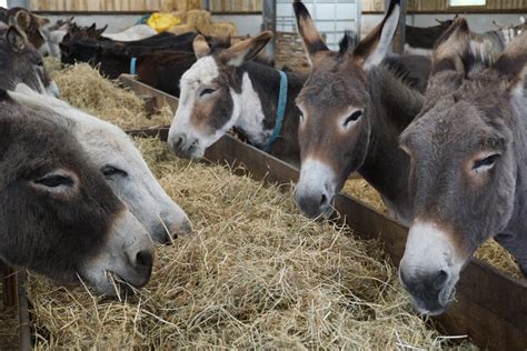 A Visit to the Flicka Donkey Sanctuary | Cornish Barn Holidays