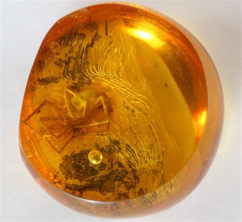 Fossil Spider (Aranea) In Baltic Amber (#39102) For Sale - FossilEra.com