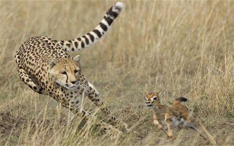 Wallpaper Cheetah hunting deer, speed 2560x1600 Picture, Image