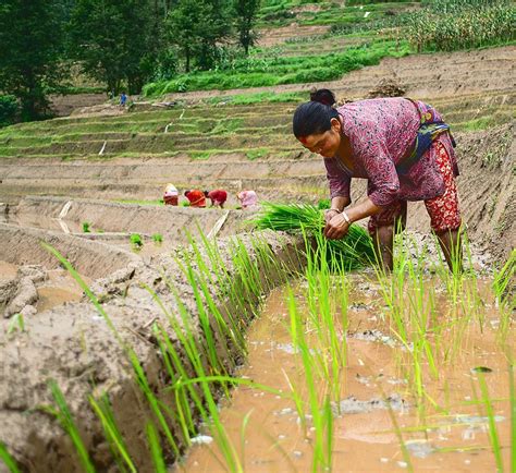 Kapil Lama - Dhan Ropai Rice Plantation has many customs...