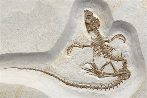 fossils | Archived articles | Hub