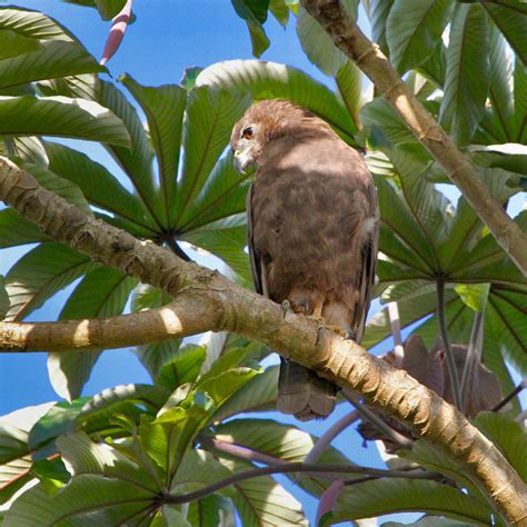 Hawaiʻi Birding Trails | Hawaiian hawk