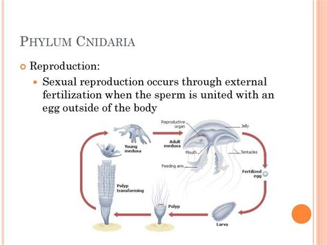 Phylum Porifera - Sponges - ppt download