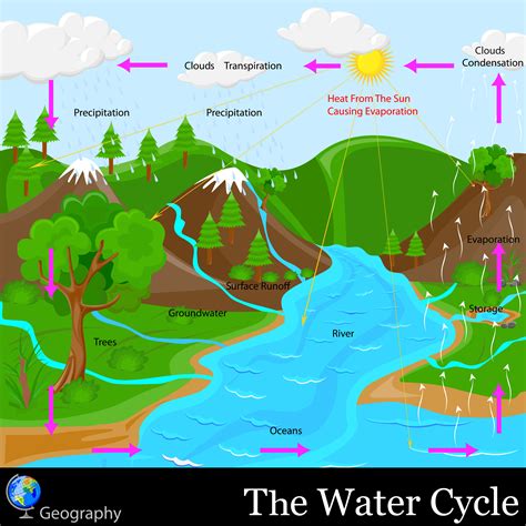 The Water Cycle - KidsPressMagazine.com