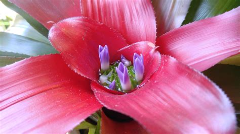 [OC] This flowering bromeliad. : r/BotanicalPorn