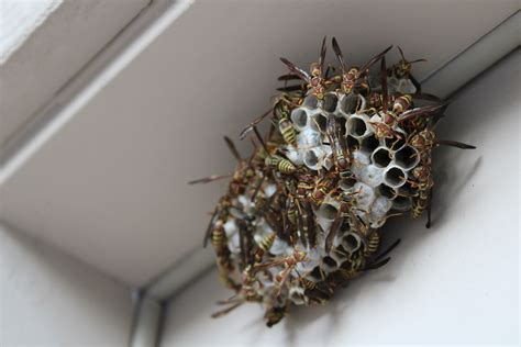 Swarm Of Hornets