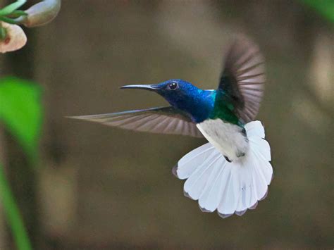 White-necked Jacobin - eBird