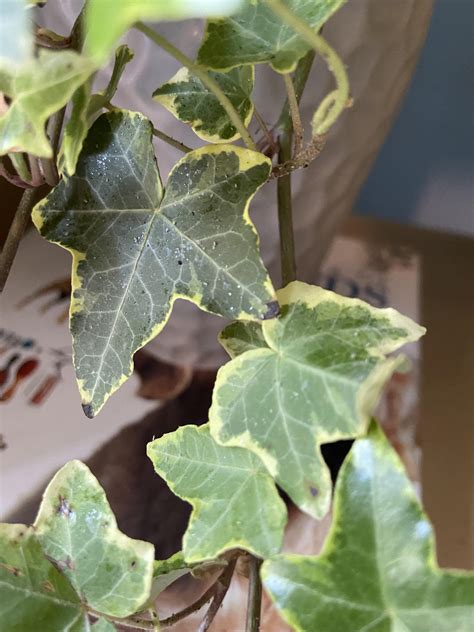 Help please! My indoor ivy plant has tons of white specks on it and ...