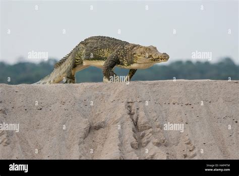 Nile Crocodile,running on land Stock Photo - Alamy