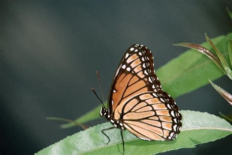 Viceroy Butterfly - Limenitis archippus - NatureWorks