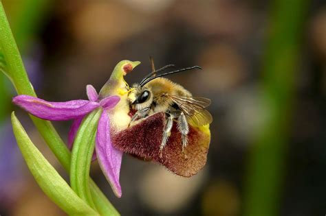 Ophrys cinnabarina con Eucera sp. | Orchids, Orchid flower, Ways to show love