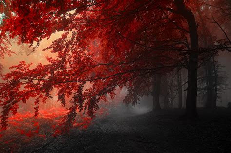 🔥 Download 4k Wallpaper Nature Trees Autumn Red Gray by @donalddiaz ...