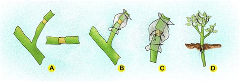 How to propagate your plants by Cutting | Air layering plants - NatureBring