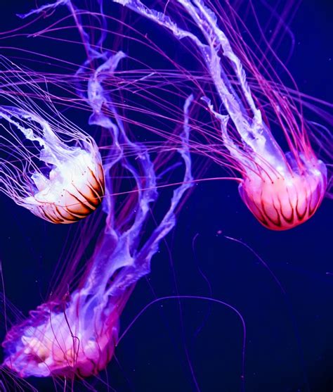 Jellyfish Glow Aquatic · Free photo on Pixabay