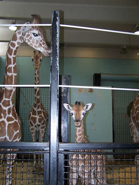 Some closer looks at the baby giraffe - Buffalo Zoo