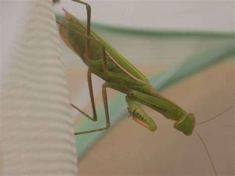 Praying mantis — beautiful but invasive | The Journal of the San Juan ...