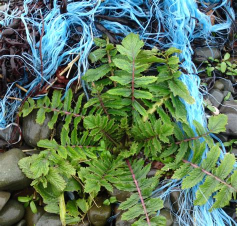 Sea Radish – Identification, Distribution and Edibility – Galloway Wild ...