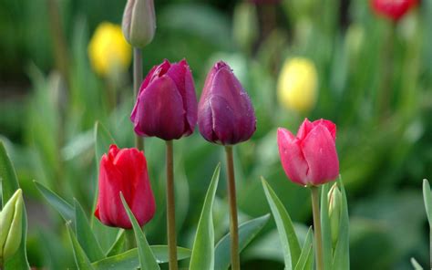 Beautiful Tulips Wallpapers