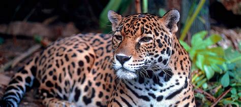 Saving the jaguar, Latin America’s iconic – and endangered – species