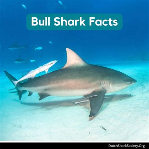 Bull Shark Facts & Information Guide - Dutch Shark Society